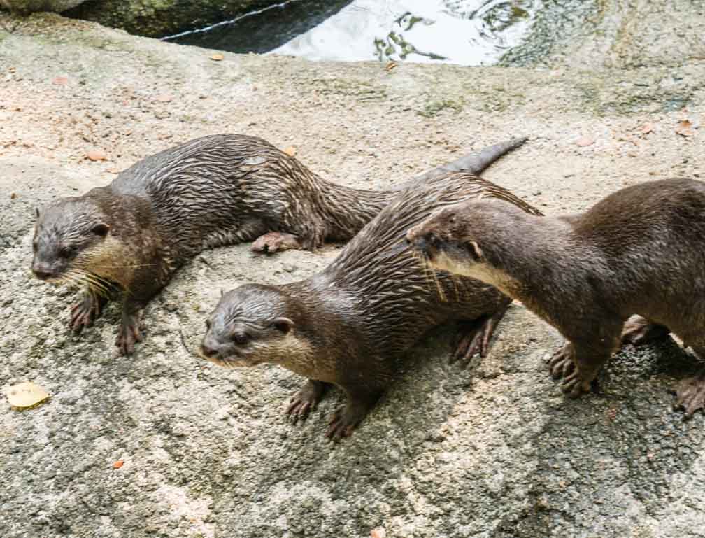 動物園のオリジナルポリエステルバッグを製造致しました!