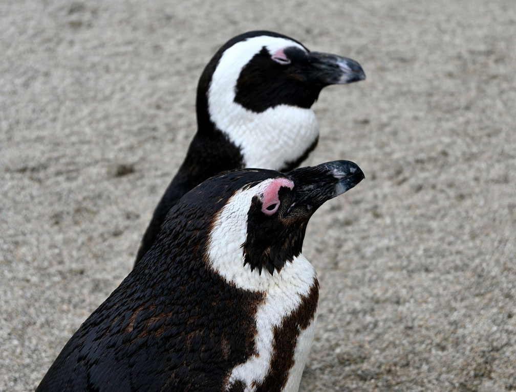 某水族館で販売するミニタオルを製造いたしました！