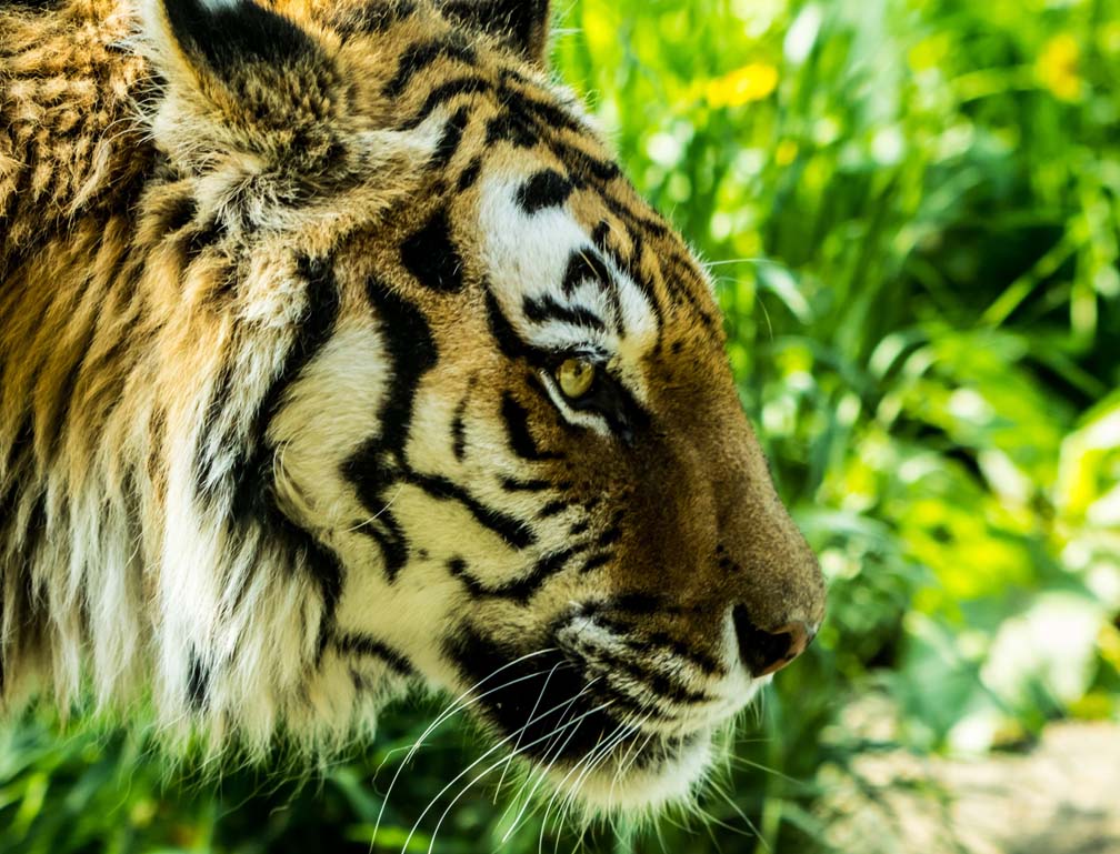 動物園のポリエステルバッグを製作致しました！