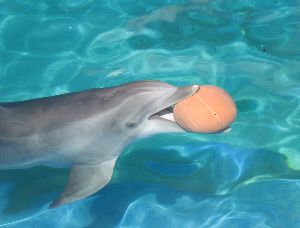 水族館の来場者ノベルティとしてマスコットボールペンを製造致しました！