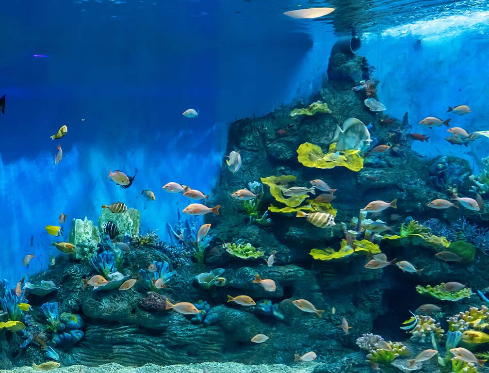 某水族館のノベルティとしてオリジナルフィギュアを製造いたしました!