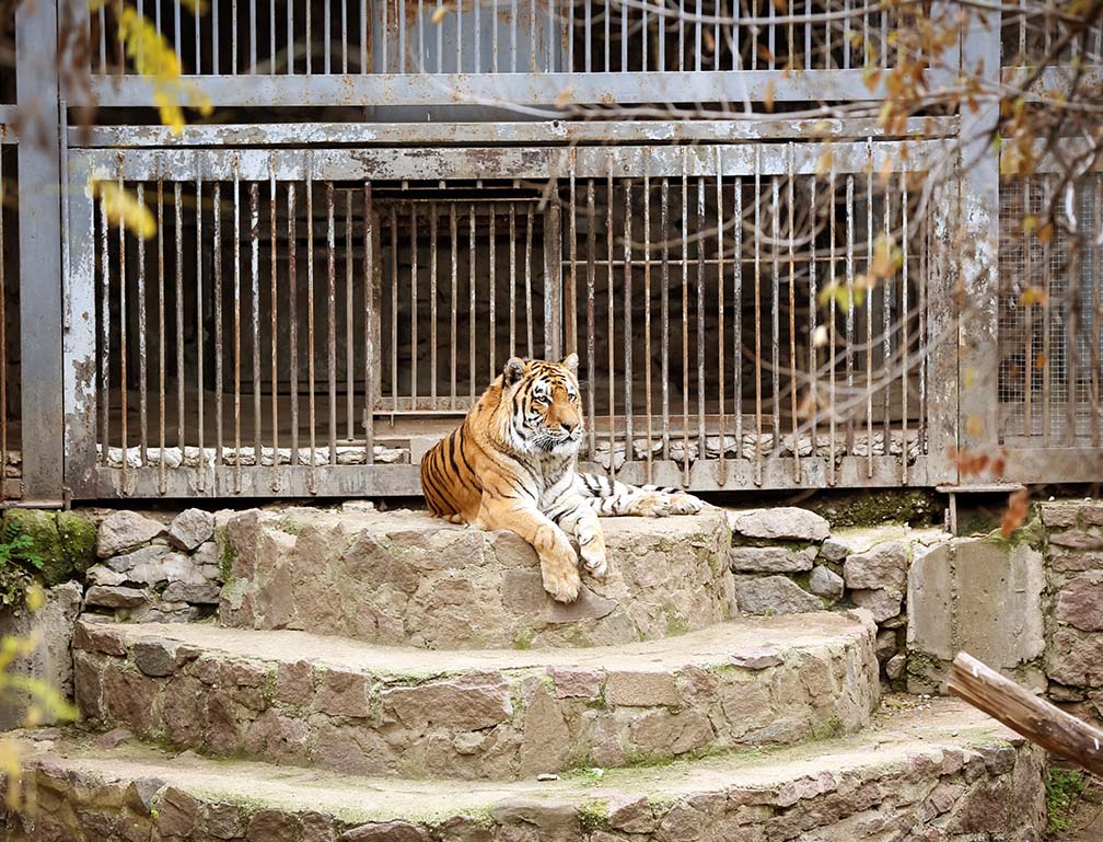 某動物園のノベルティとしてオリジナルエコバッグを製造いたしました!