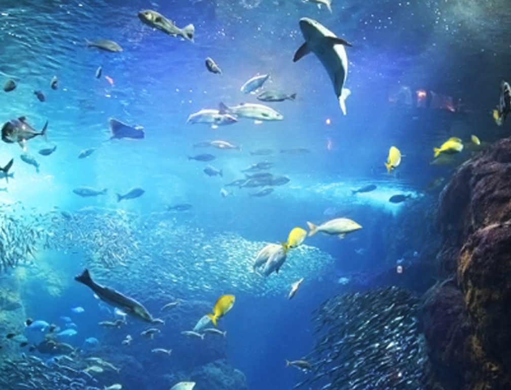 有名水族館の不織布バッグを製作致しました!